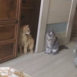 Семья котопсов