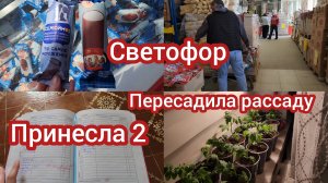 Магазин Светофор. Пересадила помидоры 🍅 #семьяизмариуполя #мариуполь