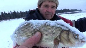 Памяти Григорича \ Два дня рыбацкой жизни \ Часть 2 \ Хороший улов \ Встреча с волком