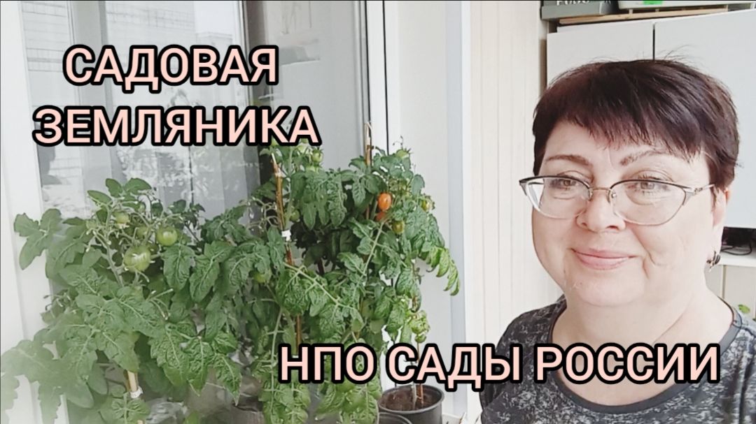 САДОВАЯ ЗЕМЛЯНИКА 🍓НПО САДЫ РОССИИ