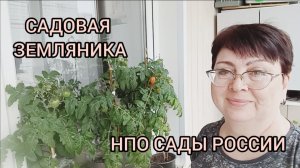 САДОВАЯ ЗЕМЛЯНИКА 🍓НПО САДЫ РОССИИ
