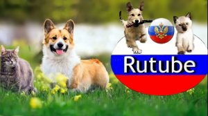 Утро котов -разминка🐾🐺🐕