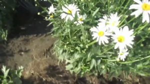РОМАШКА ГИГАНТ И УХОД ЗА НЕЙ.