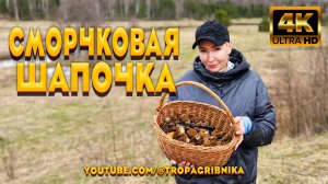 🍄 Такого Сбора Грибов Мы Не Ожидали! Грибники В ШОКЕ От Сморчковой Шапочки 🔥🧺 Verpa Bohemica 🌲