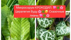 МИКРОСОРУМ «КРОКОДИЛ» 🌸💖 ЦЕРОПЕГИЯ-СКАЗОЧНЫЕ ЛИАНЫ.🌸💖🌼