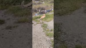 Алеуты уходят в лес от всех и что не заладилось у них с хозяйкой
