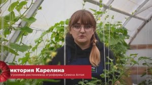 15 - ПАУТИННЫЙ КЛЕЩ НА ОГУРЦАХ. ОБРАБОТАЙТЕ ОГУРЧИКИ СРОЧНО ЭТИМ! ТОП СРЕДСТВ ОТ ПАУТИННОГО КЛЕЩА