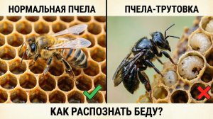 Пчёлы-трутовки: как исправить семью? | Кашковский 🐝⚠️
