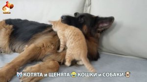 Котята и щенята 🐈🐶 Кошки и собаки 🤗 Про животных (19)