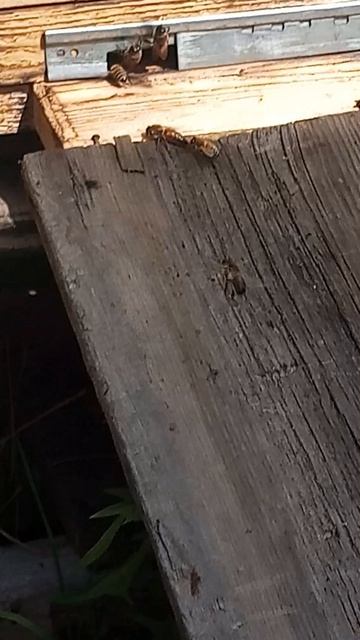 мамка до зрела готовится к облету