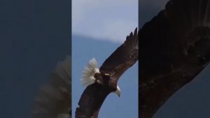 video_13695128767088.mp4