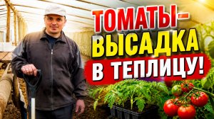НИЗКОРОСЛЫЕ И ВЫСОКОРОСЛЫЕ ТОМАТЫ-ВЫСАДКА В ТЕПЛИЦУ.