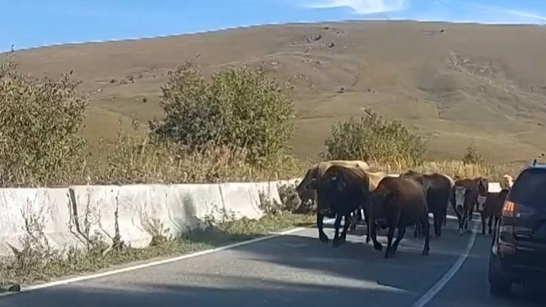 Пробка на горной дороге. смотреть онлайн
