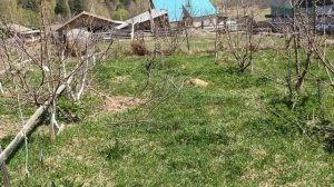 Нарушая  биологию, зацветают  одновременно  сливы,  груши и яблони.