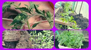 Высадка томатов в теплицу 🍅👌