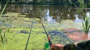 В ЭТОЙ ЛУЖЕ РЫБЫ ПОЛНО.Новое место для рыбалки порадовало.