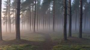 Язык грибов. Лекция для сна | Подземные сети, химия, релакс