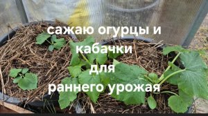 Сажаю огурцы и кабачки для раннего урожая.