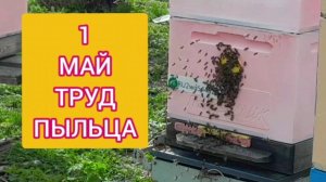 1 мая 2026г Пасека.