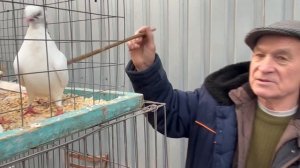 2.05.2026г Москва Голубиный Рай!!!