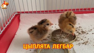 Старший и младший цыплята братики, 5 и 1 день возраст