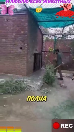 Животные приколы и не только😅