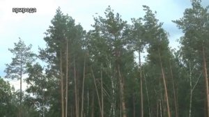 СИЛЬНЫЙ ВЕТЕР ХОЧЕТ СЛОМАТЬ ДЕРЕВЬЯ