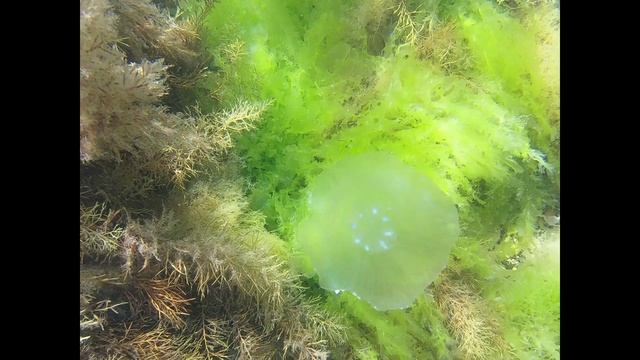 Подводная съемка в Чёрном море. Красавица медуза Аурелия