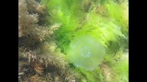 Подводная съемка в Чёрном море. Красавица медуза Аурелия