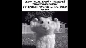 смешные ролики