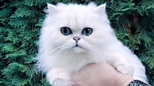 DOLCE VITA💎 персидская шиншилла из питомника Mon Ami
