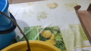 Зацвёл баклажан. 🍆
Новый житель.