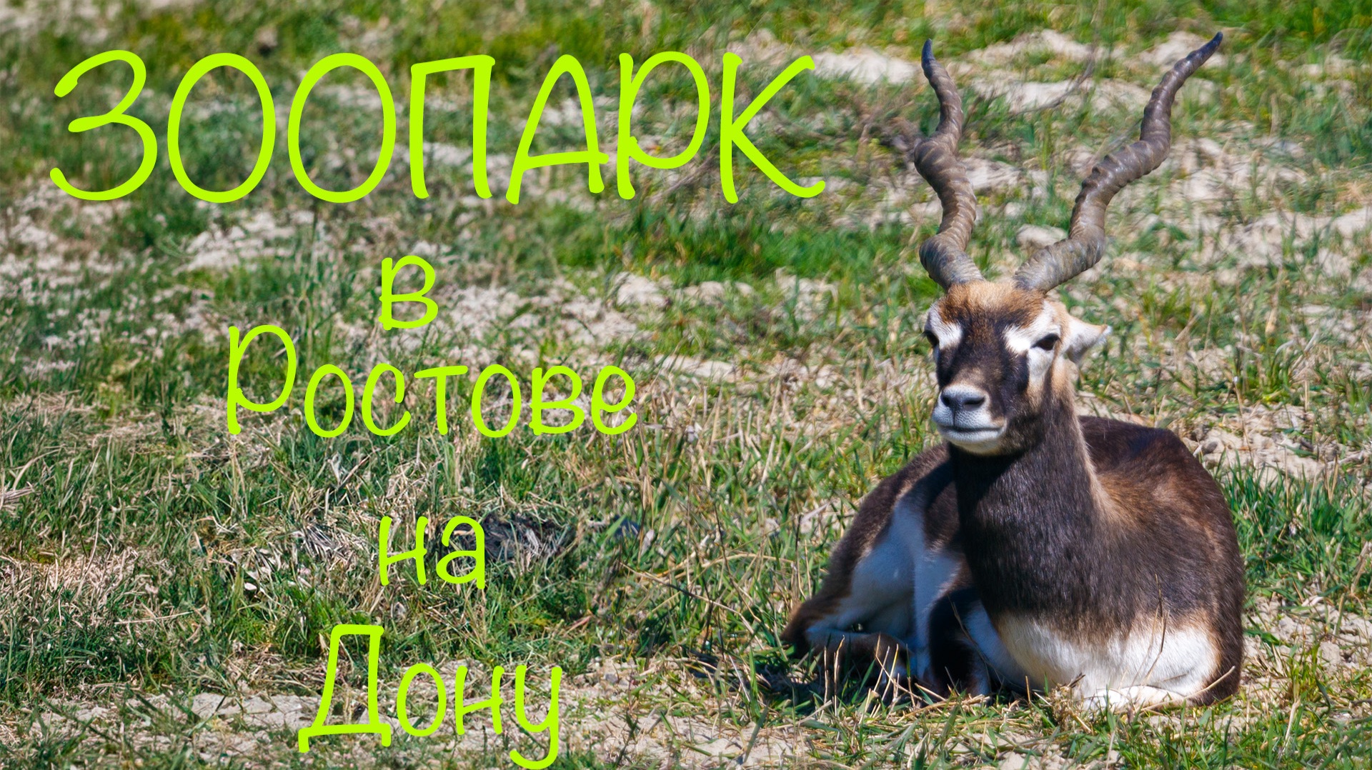 Зоопарк в Ростове на Дону