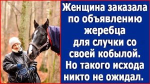 Женщина заказала по объявлению жеребца для случки со своей кобылой. Но такого исхода никто не ожидал
