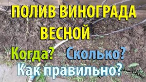 Полив ВИНОГРАДА весной. Когда поливать? Сколько воды? Как правильно?