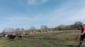 Открыли пастбищный сезон.Жизнь в деревне.