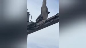 Насколько свежа эта рыба? Настолько, что попытается сбежать у вас из желудка. 

На видео попала голо