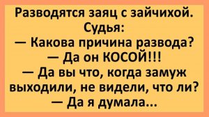 Разводятся заяц с зайчихой... | Анекдоты смешные | Юмор