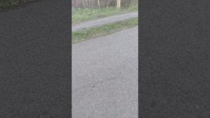 влог с прогулки 😉)