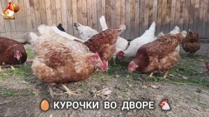 Забавные курочки несушки во дворе очень счастливы 🥚😂🐥 (4)