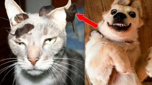 Смешные и забавные животные 😻😺 Лучшие приколы с животными 🐶 Подборка забавных животных
