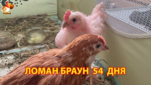 Розовый петушок и рыжая курочка Ломан Брауны в 54 дня
