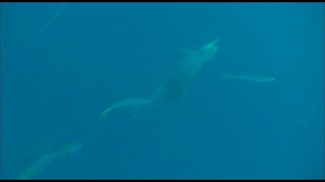Dolphin English Dv 15