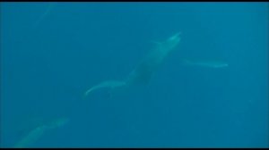 dolphin english dv 15