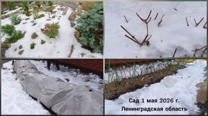 Сад 1 мая 2026 г. Ленинградская область.