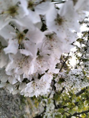 природа, деревня, лес