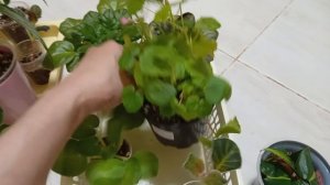Комнатные растения/цветы . Какие буду пересаживать.