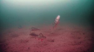 Зимняя рыбалка - окунь на балансиры. Подводная съемка на FocusFish. Первый лед. Кама, декабрь
