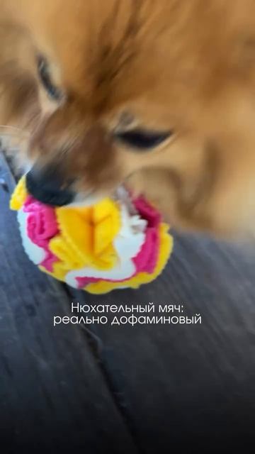 У собак мозг радуется через нос