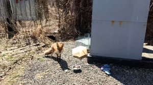 Ну вот ,и в этом году лиса 🦊 пришла , уже как домой 😀. 02.05.2026